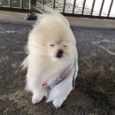 개그스토리마트 | 까먹기 전에 쓰는 호주 뉴질랜드 신혼여행7 : 퀸즈타운 온셋핫풀,제트보드,피쉬앤칩스 등 일상일기