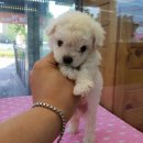 울산 제이앤독 애견샵 이미지