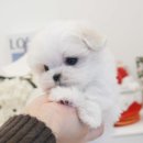 퍼피댕글 | 신촌말티즈분양 예쁜미니말티즈 성견1kg대 퍼피팰리스 :)