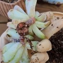 주식회사 이엑스아이디 이미지