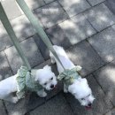 알라딘펫 이미지