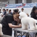세종클래스애견미용학원