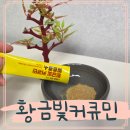 커큐민 발효효소 진도강황영농조합법인 솔직후기