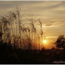 하늘공원 이미지