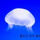 해파리와 함께하는 국가예산에 관한 이야기 이미지