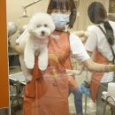 트리밍807 이미지