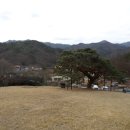 서창 소나무 이미지