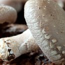 청풍명월농장 이미지