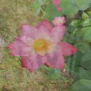 중앙농장 이미지