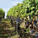 대행영농조합법인 이미지