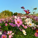 코스모스길 이미지