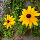 갈미중앙공원 이미지