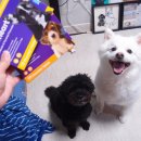 세이브동물약국 이미지