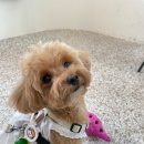 포토이즘안산