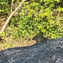 작은용굴 유적 이미지