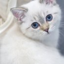 사임당로18길 18 이미지