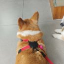 송담동물병원 이미지