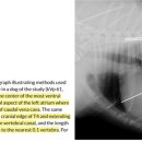 건강한 성견에서의 VLAS reference interval study 이미지