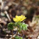 세복수초 Adonis multiflora Nishikawa &amp; Koji Ito 이미지