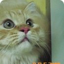 뭉뭉이네 이미지