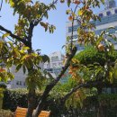 가을밤 달빛 작은음악회 이미지