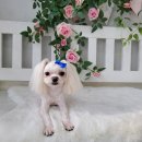 댕댕이 미장원 이미지