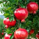 얼큰한 닭도리탕 황금 레시피 이미지