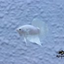 린아쿠아(수족관) 네이버블로그