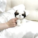 창원강아지분양 헬스독 애견입양 말티푸들포메라니안미니비숑 이미지