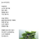 소나무향기 이미지