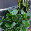 계림꽃농원 이미지