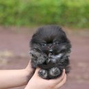 퍼피 비비드 이미지