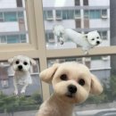 발렌티몽 이미지