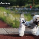 마리애견 이미지