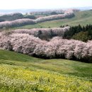 삼화목장 이미지