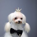 멍멍펫스토어 이미지