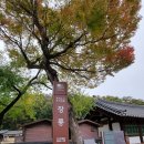 박충원묘 | 가을 단풍 충절의 고장 영월 여행 가볼만한 곳 장릉 재방문 후기 단종 엄홍도