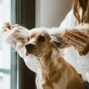 애견멀티샵 이미지