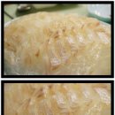 회랑조개랑 이미지