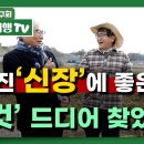 망가진 &#39;신장&#39;치료하는 이것 드디어 찾았다 이미지