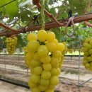 골드별장 이미지