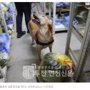 ”마약 반입 꼼짝 마“... 의정부교도소·인천세관, 마약 탐지견 활용 합동 점검 실시 이미지