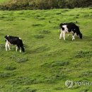 초지로1 이미지