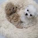 멍냥캉스 이미지