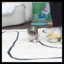 유앤미펫 강아지분양 고양이분양 위례점 이미지