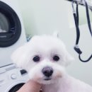 개도만족 네이버블로그
