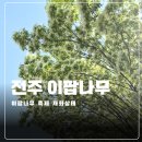 커피마켓팔복점 | 전주 팔복예술공장 이팝나무 개화상태 주말 방문 후기
