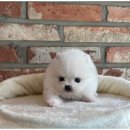 강아지와고양이 이미지