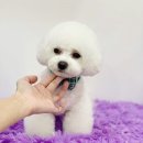 느낌있개 이미지