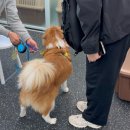 대견하개 이미지